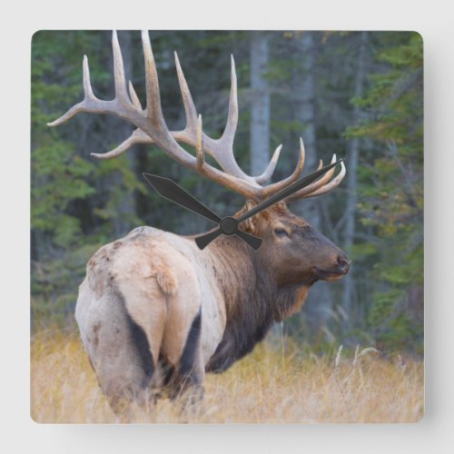 Bull Rocky Mountain Elk Square Wall Clock