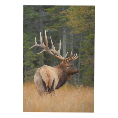 Bull Rocky Mountain Elk Wood Wall Art