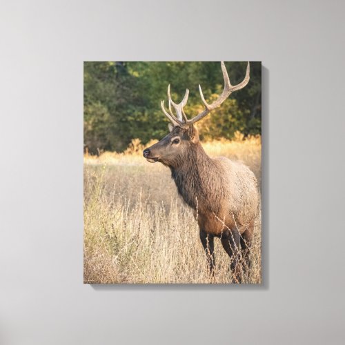Bull Roosevelt Elk in grass  Washington State Canvas Print