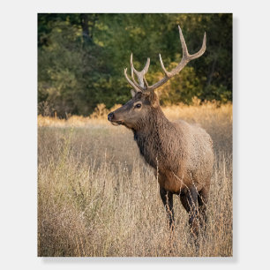 Bull Roosevelt Elk in grass Washington State Foam Board