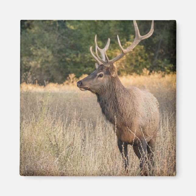 Bull Roosevelt Elk in grass | Washington State Magnet (Front)