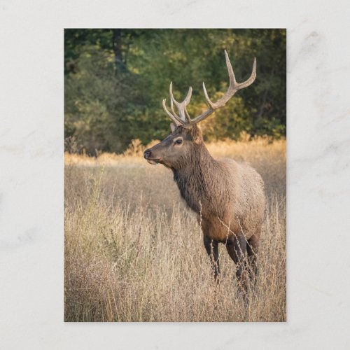 Bull Roosevelt Elk in grass  Washington State Postcard