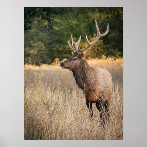 Bull Roosevelt Elk in grass  Washington State Poster
