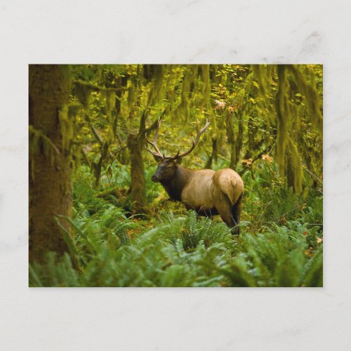 Bull Roosevelt Elk Postcard