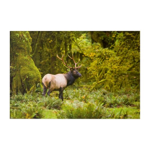 Bull Roosevelt Elk Standing In Meadow Acrylic Print
