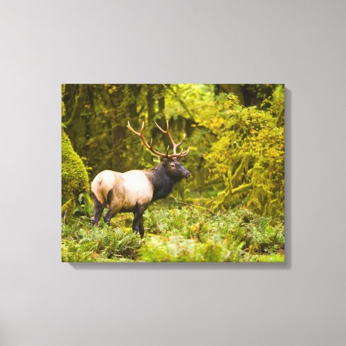 Bull Roosevelt Elk Standing In Meadow Canvas Print