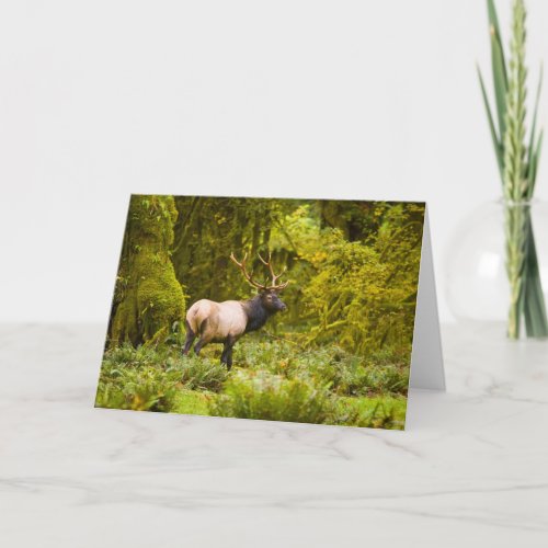 Bull Roosevelt Elk Standing In Meadow Card