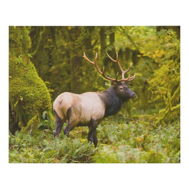 Bull Roosevelt Elk Standing In Meadow Faux Canvas Print (Front)