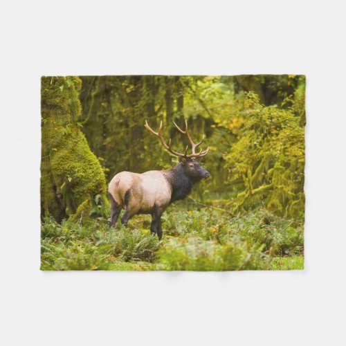 Bull Roosevelt Elk Standing In Meadow Fleece Blanket