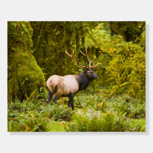 Bull Roosevelt Elk Standing In Meadow Foam Board