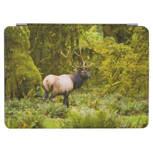 Bull Roosevelt Elk Standing In Meadow iPad Air Cover