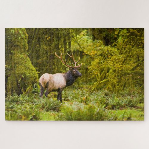 Bull Roosevelt Elk Standing In Meadow Jigsaw Puzzle