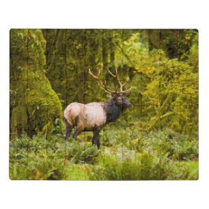 Bull Roosevelt Elk Standing In Meadow Jigsaw Puzzle