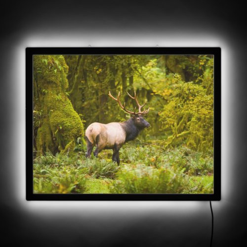 Bull Roosevelt Elk Standing In Meadow LED Sign