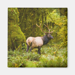 Bull Roosevelt Elk Standing In Meadow Magnet