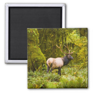 Bull Roosevelt Elk Standing In Meadow Magnet