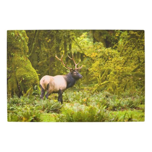 Bull Roosevelt Elk Standing In Meadow Metal Print