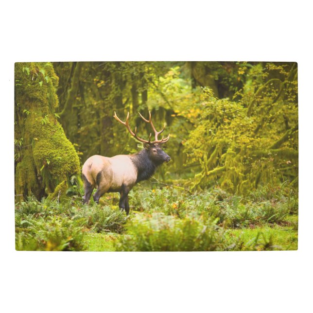 Bull Roosevelt Elk Standing In Meadow Metal Print (Front)