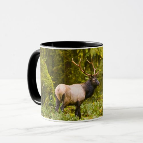 Bull Roosevelt Elk Standing In Meadow Mug