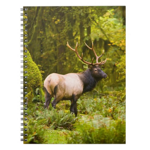 Bull Roosevelt Elk Standing In Meadow Notebook