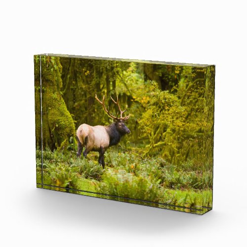 Bull Roosevelt Elk Standing In Meadow Photo Block