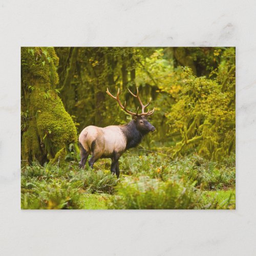 Bull Roosevelt Elk Standing In Meadow Postcard