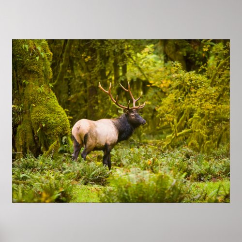 Bull Roosevelt Elk Standing In Meadow Poster