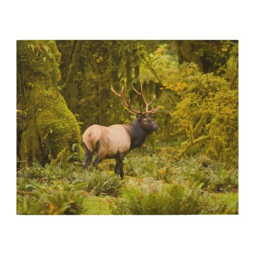 Bull Roosevelt Elk Standing In Meadow Wood Wall Art