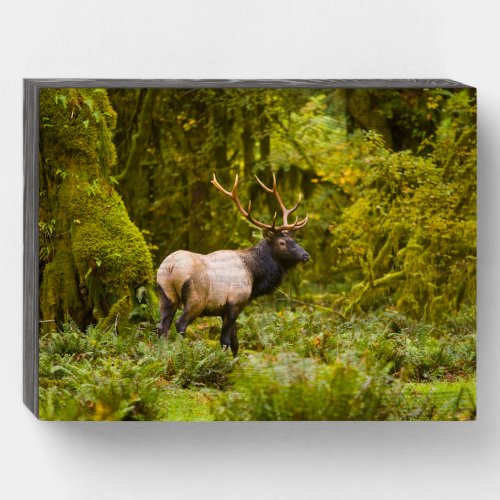 Bull Roosevelt Elk Standing In Meadow Wooden Box Sign