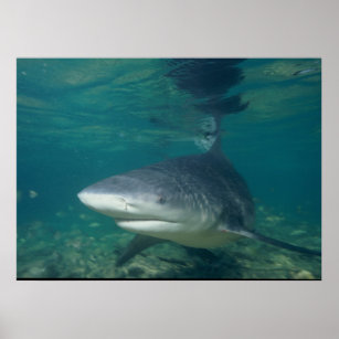 Bull Shark - Carcharhinus leucas Poster