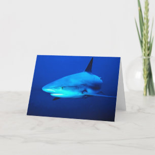 Bull Shark Card