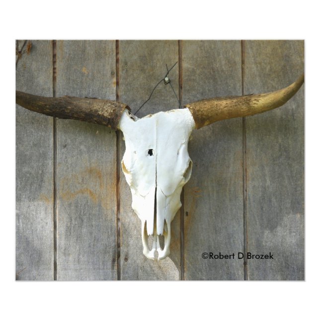 Bull Skull on a wall close up Photo Enlargement Print (Front)