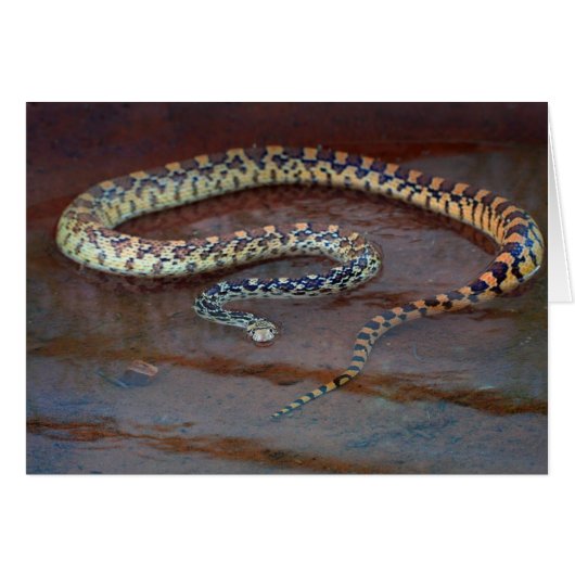 Bull Snake Cards (Front Horizontal)