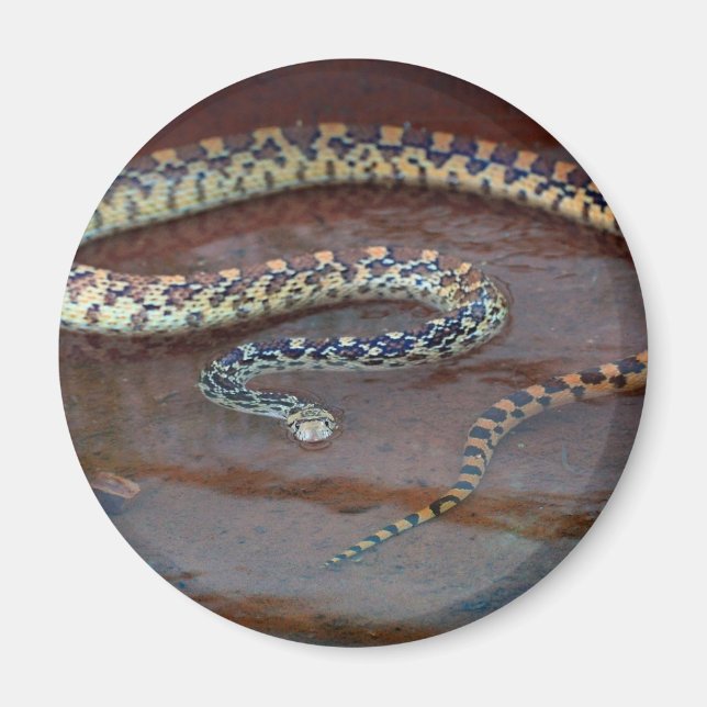 Bull Snake Magnet (Front)