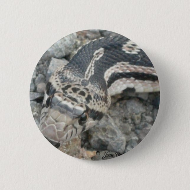 Bull snake (Pituophis catenifer sayi) Pinback Button (Front)