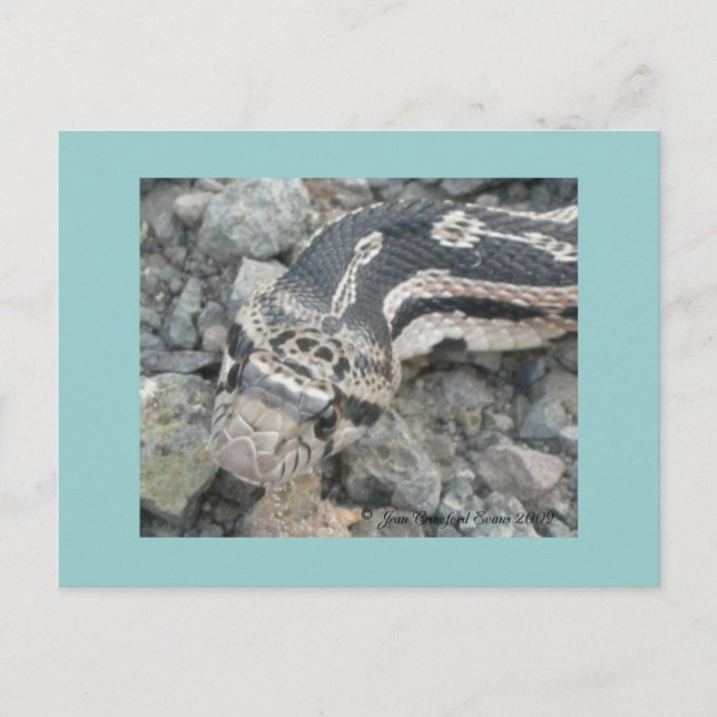 Bull snake (Pituophis catenifer sayi) Postcard (Front)