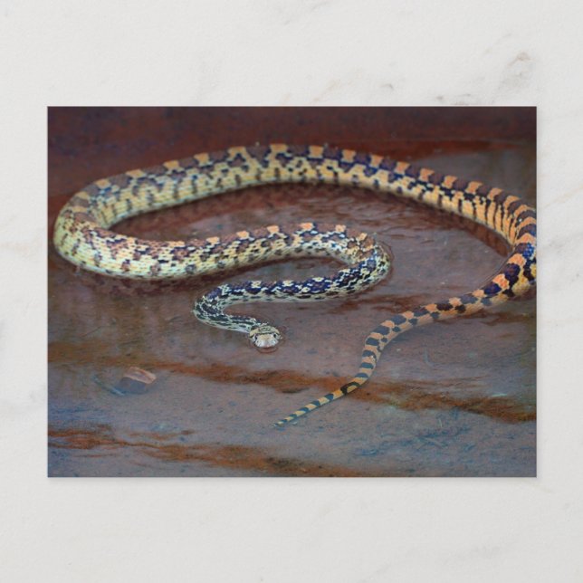 Bull Snake Postcard (Front)