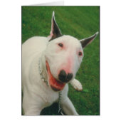 Bull Terrier (Front)