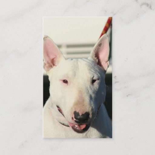 Customizable Bull Terrier Business cards