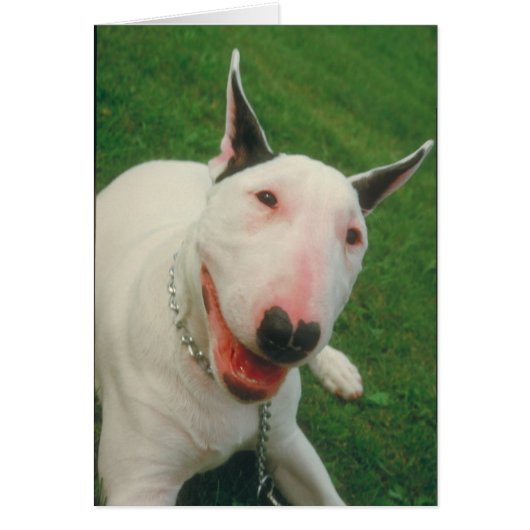 Bull Terrier Cards (Front)