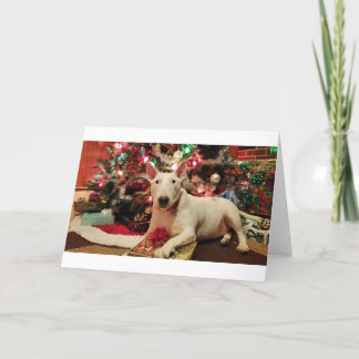 bull terrier christmas holiday card