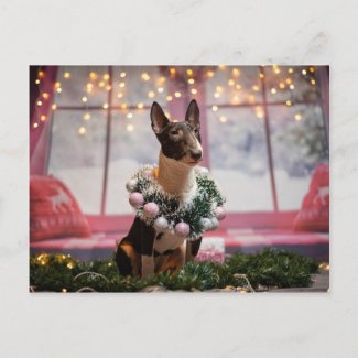 Bull Terrier Funny Christmas Postcard