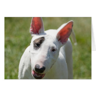 Bull Terrier in Grassy Field Cards