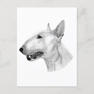 Bull Terrier pencil drawing Postcard
