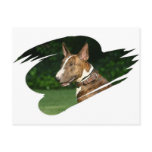Bull Terrier Postcard