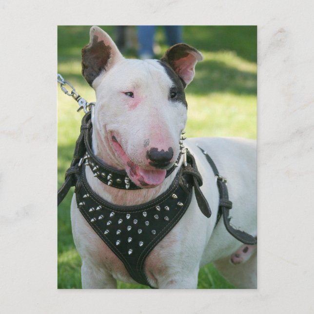 Bull Terrier Postcard (Front)