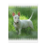 Bull Terrier Postcard
