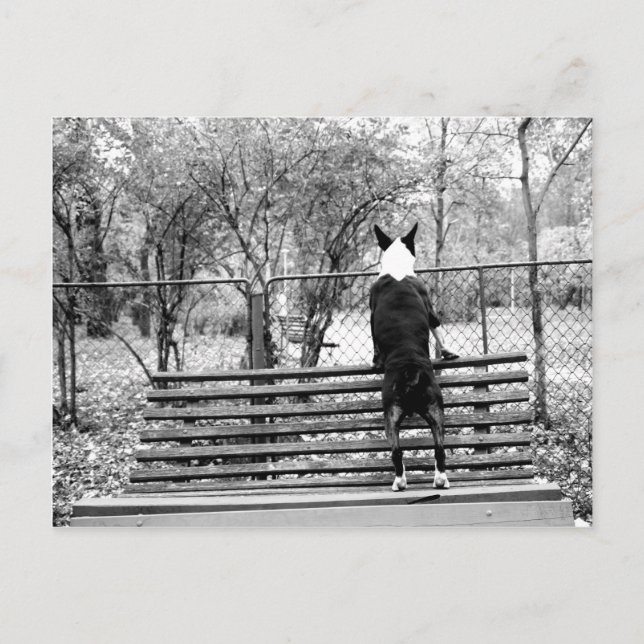 Bull terrier postcard (Front)