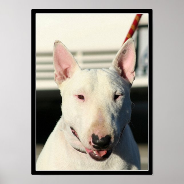 Bull Terrier poster (Front)