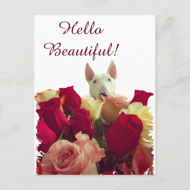 Bull terrier with roses greeting - Hello Beautiful Postcard (Front)